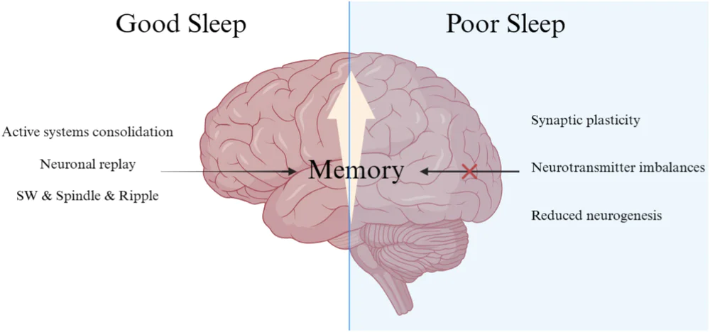 孩子一放暑假就“废”了，原来是大脑在捣鬼